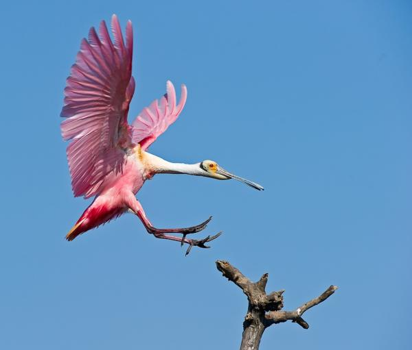 Roseate Spoonbill in Rockport, TX